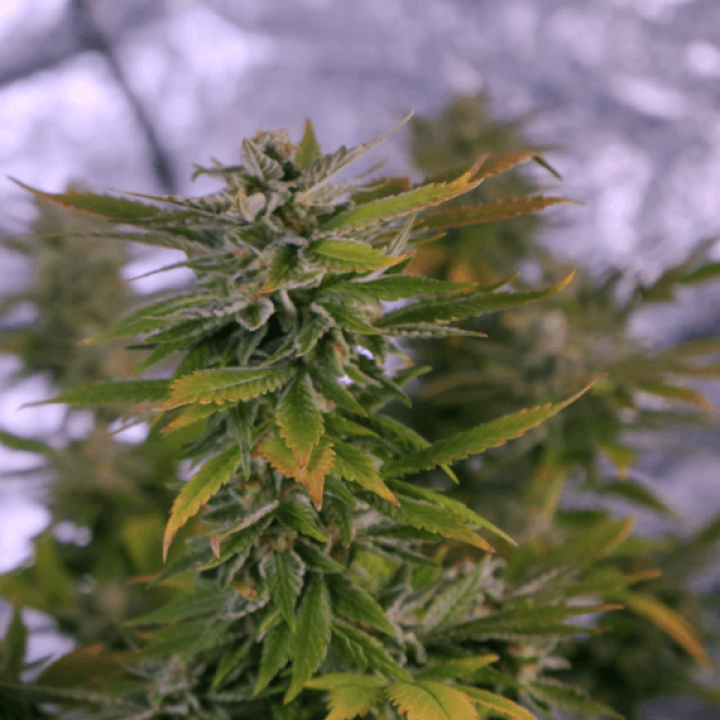 Chocolate Skunk Feminised