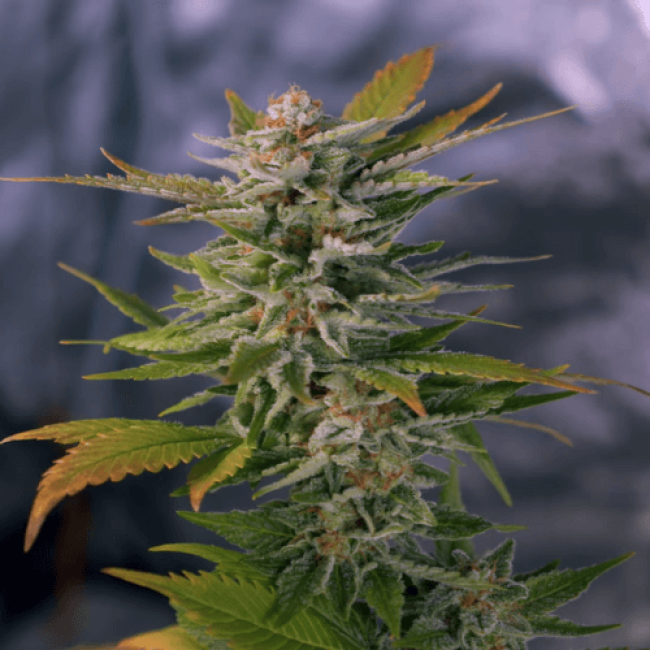 Chocolate Skunk Feminised