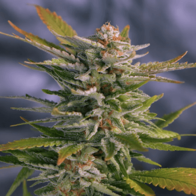 Chocolate Skunk Feminised