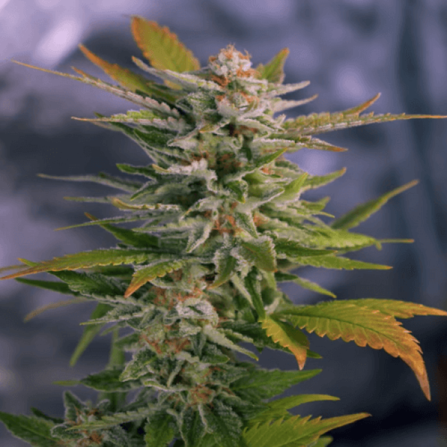 Chocolate Skunk Feminised