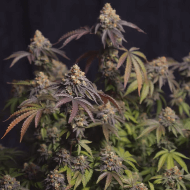 Deep Mandarine fem