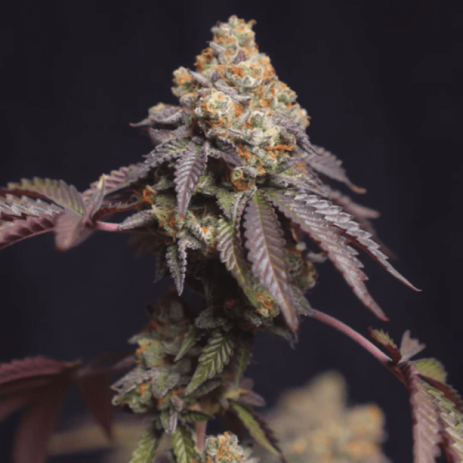 Deep Mandarine fem