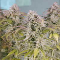 Frisian-Dew Auto Feminised