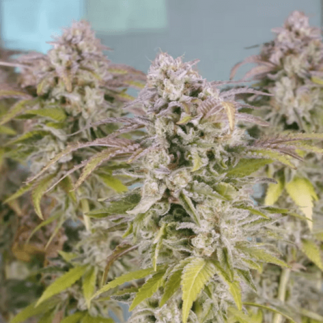Frisian-Dew Auto Feminised