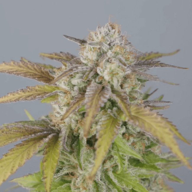 Frisian-Dew Auto Feminised