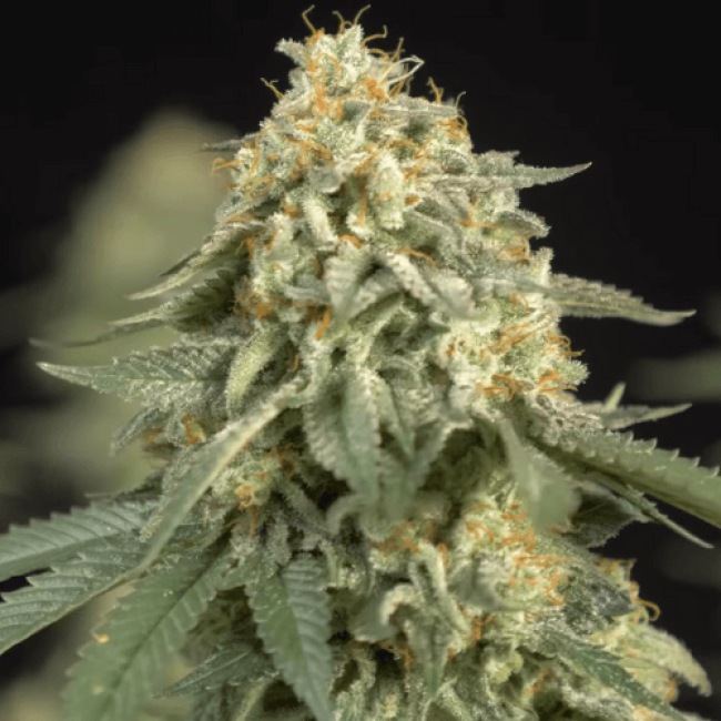 Frisian-Dew Auto Feminised