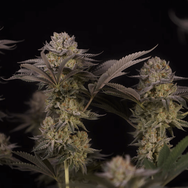 Семена каннабиса  Haze Auto Fem  