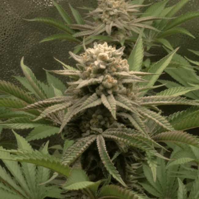 Семена каннабиса  Haze Auto Fem  