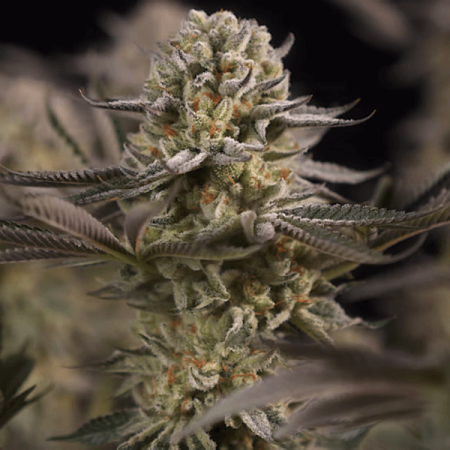 Семена каннабиса  Haze Auto Fem  