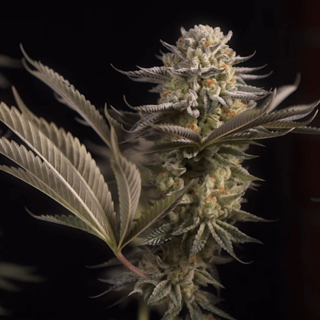 Семена каннабиса  Haze Auto Fem  