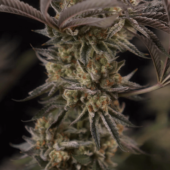 Семена каннабиса  Haze Auto Fem  