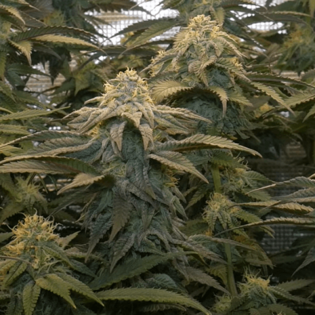 Jack Herer Feminised