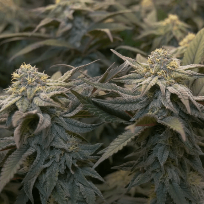 Jack Herer Feminised