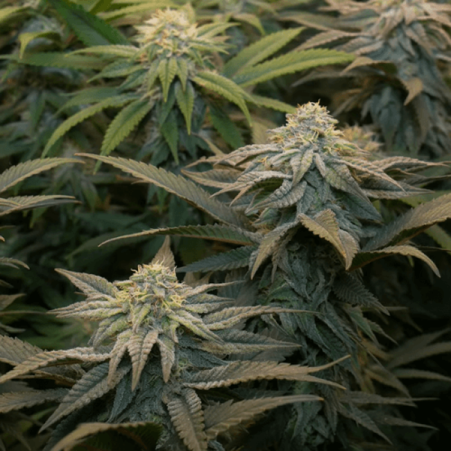 Jack Herer Feminised