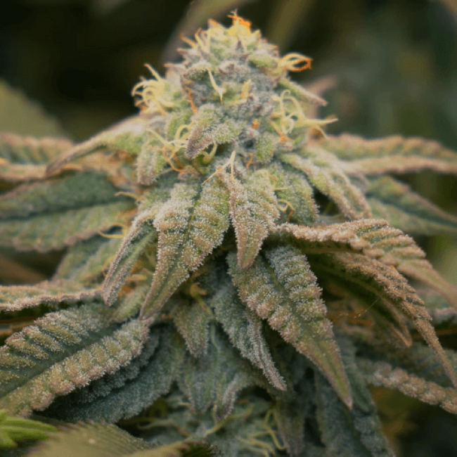 Jack Herer Feminised