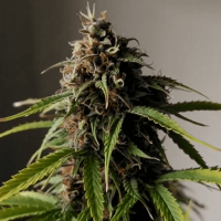 AK 48 Feminised