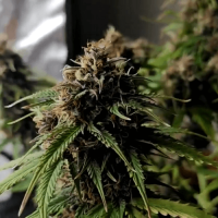 Auto AK-48