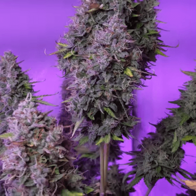 Amnesia Xxl Auto