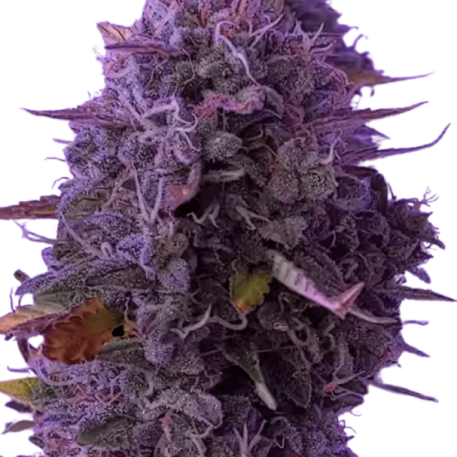 Amnesia Xxl Auto