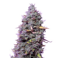 Amnesia Xxl Auto