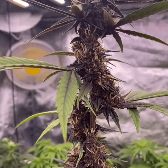 Семена конопли Sweet Skunk Auto