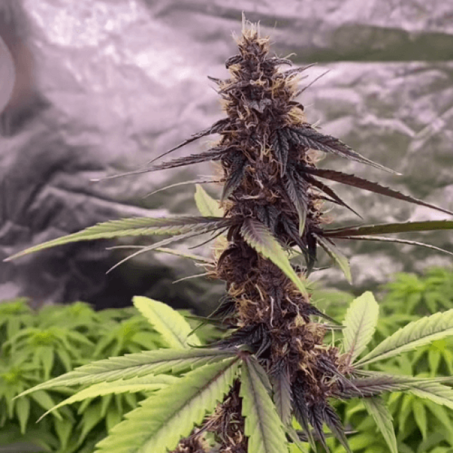 Семена конопли Sweet Skunk Auto