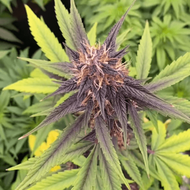 Семена конопли Sweet Skunk Auto