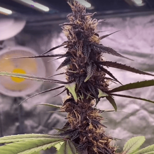 Семена конопли Sweet Skunk Auto