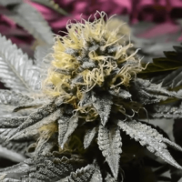White Domina Feminised