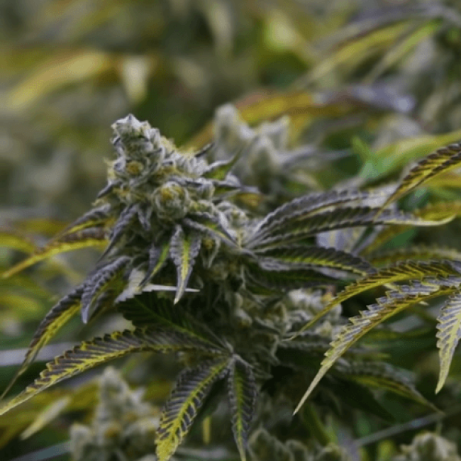 White Widow Gold Feminized