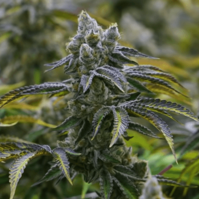 White Widow Gold Feminized