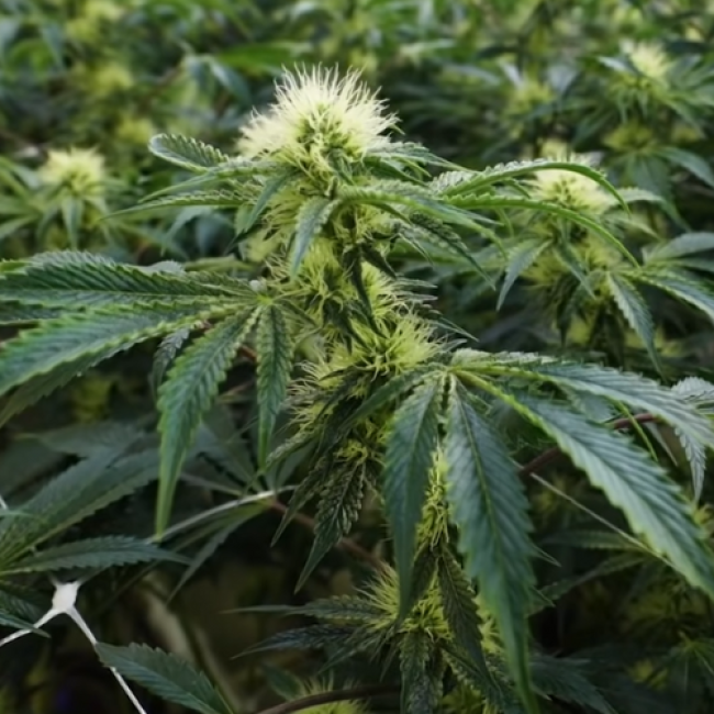 Насіння конопель White Widow Spain Feminised