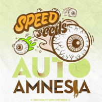 Auto Amnesia Feminised