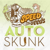 Auto Skunk Feminised