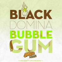 Black domina bubble Gum