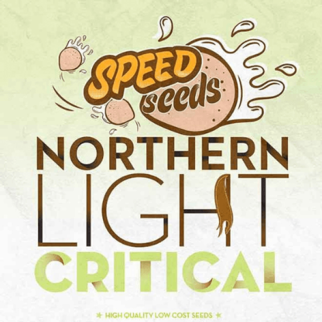 Семена конопли Northern Light x Critical Fem Семена конопли Northern Light x Critical Fem
