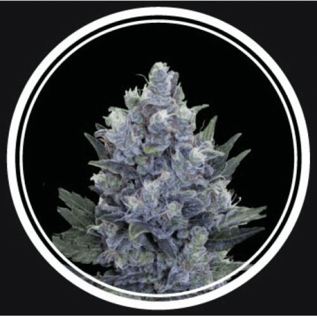 Семена конопли Auto Blue Queen Feminised