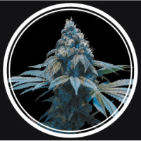 Blue Queen Feminised