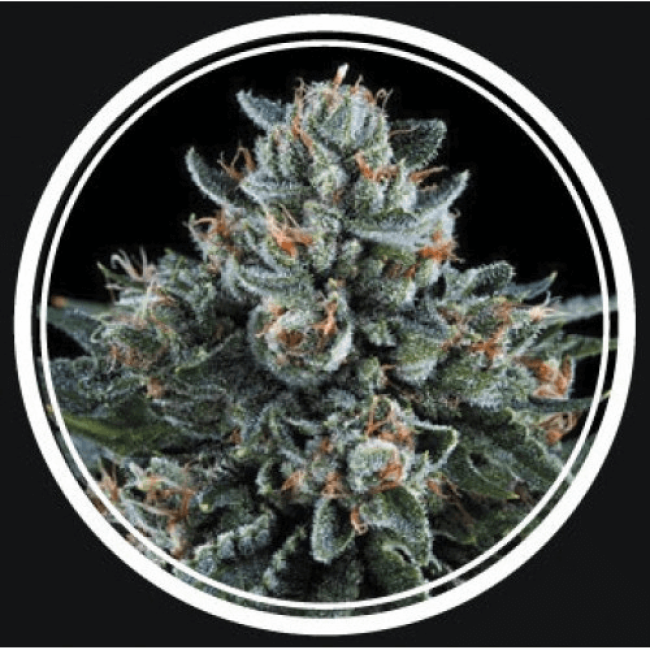 Puta Madre Kush Feminised Puta Madre Kush Feminised