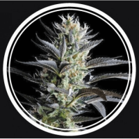 Skunk Feminized