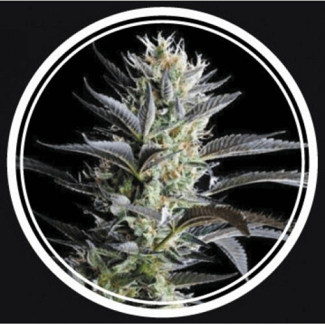 Семена конопли Skunk Feminized - Strong seeds Семена конопли Skunk Feminized - Strong seeds