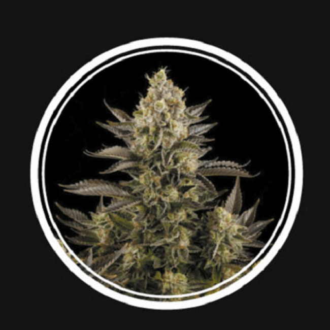 Семена Белой Вдовы Strong seeds Семена Белой Вдовы Strong seeds