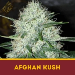 AFGHAN KUSH Dutch Bulk