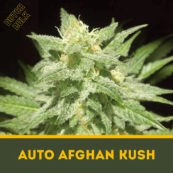 Auto Afghan Kush Dutch Bulk