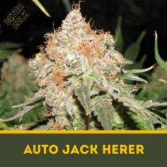 Auto Jack Herer Dutch Bulk