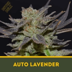 Auto Lavender Dutch Bulk