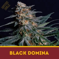 BLACK DOMINA Dutch Bulk